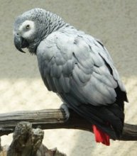 V brněnské ZOO otevřen pavilon exotických ptáků