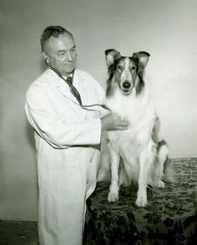 Prof. František Král při vyšetřování ovčáka Lassie (známého z filmu Lassie se vrací.) v Hollywoodu. Foto: Archiv veterinární a farmaceutické univerzity Brno.