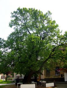 památný strom: lípa srdčitá