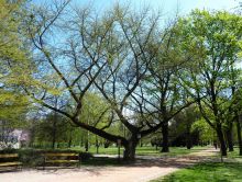 památný strom: strom Ginkgo biloba 