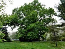 památný strom: dub letní