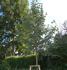 památný strom: L. Czech